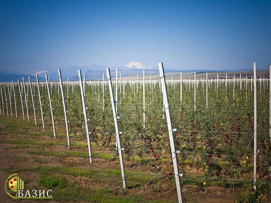 Production and supply of trellis poles for intensive gardening and vineyards