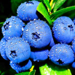Blueberry nursery plants